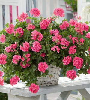 Riippapelargoni 'Linda' 3 kpl