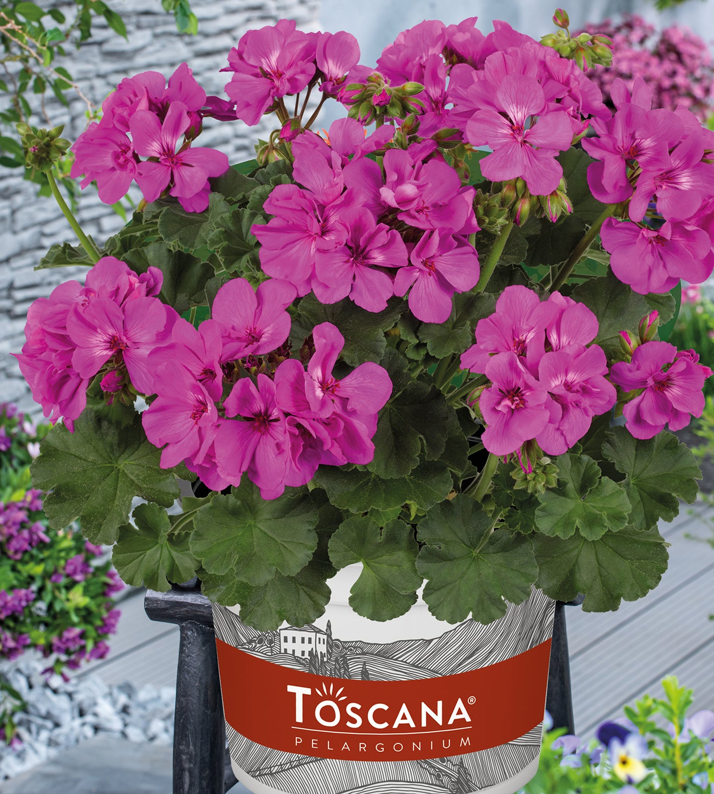 3 kpl Pelargoni ’Evi Blue’