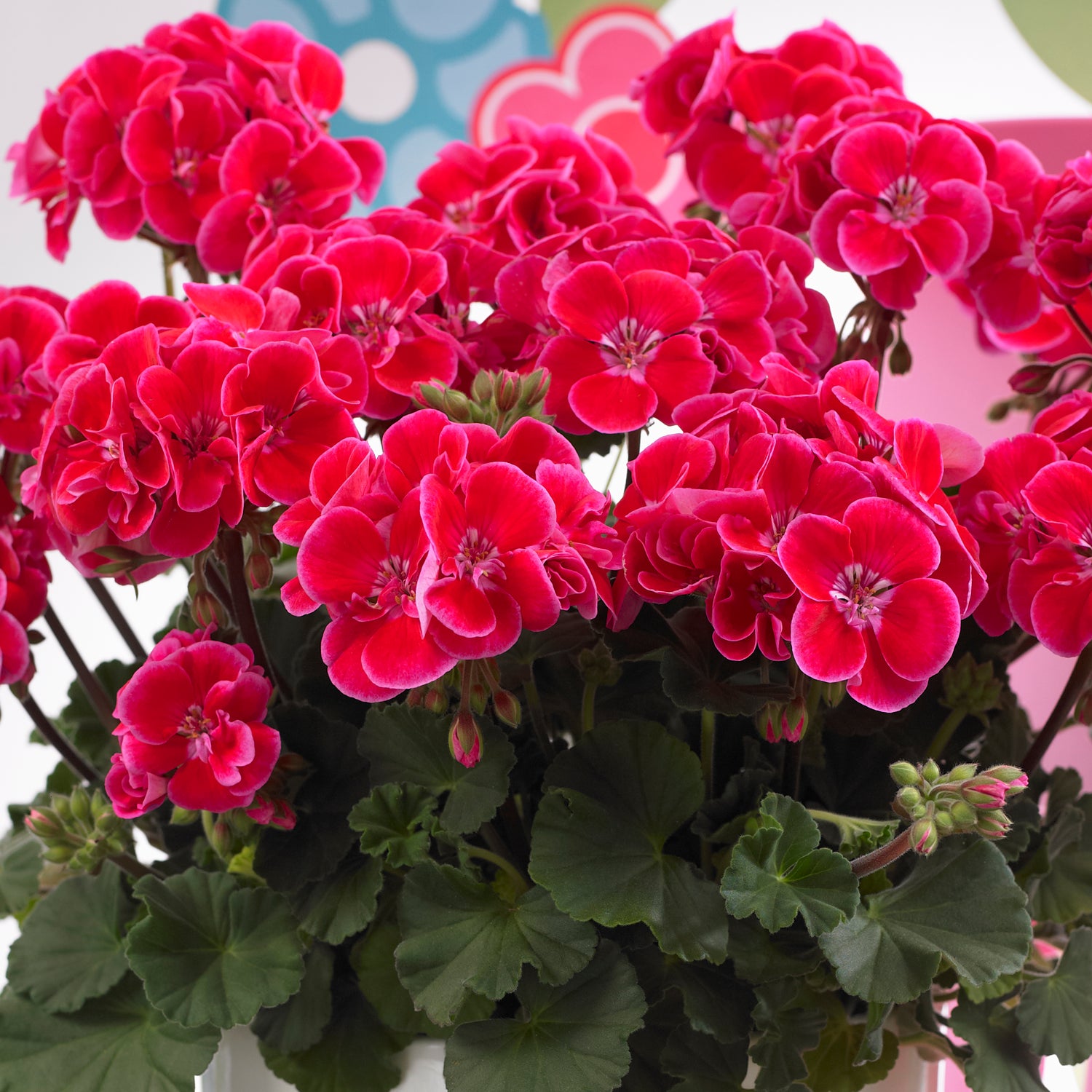 3 kpl Pelargoni ’Tammo'