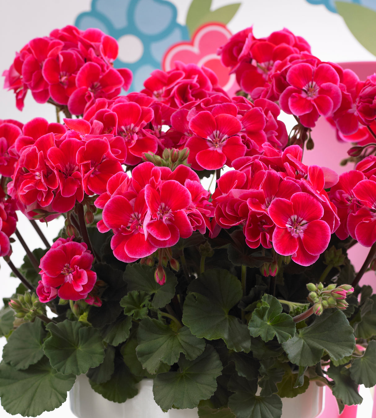 3 kpl Pelargoni ’Tammo'