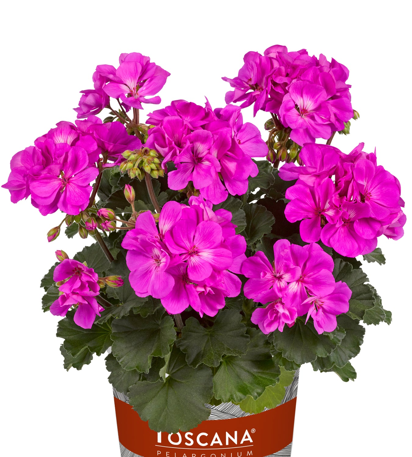 3 kpl Pelargoni ’Tessa'