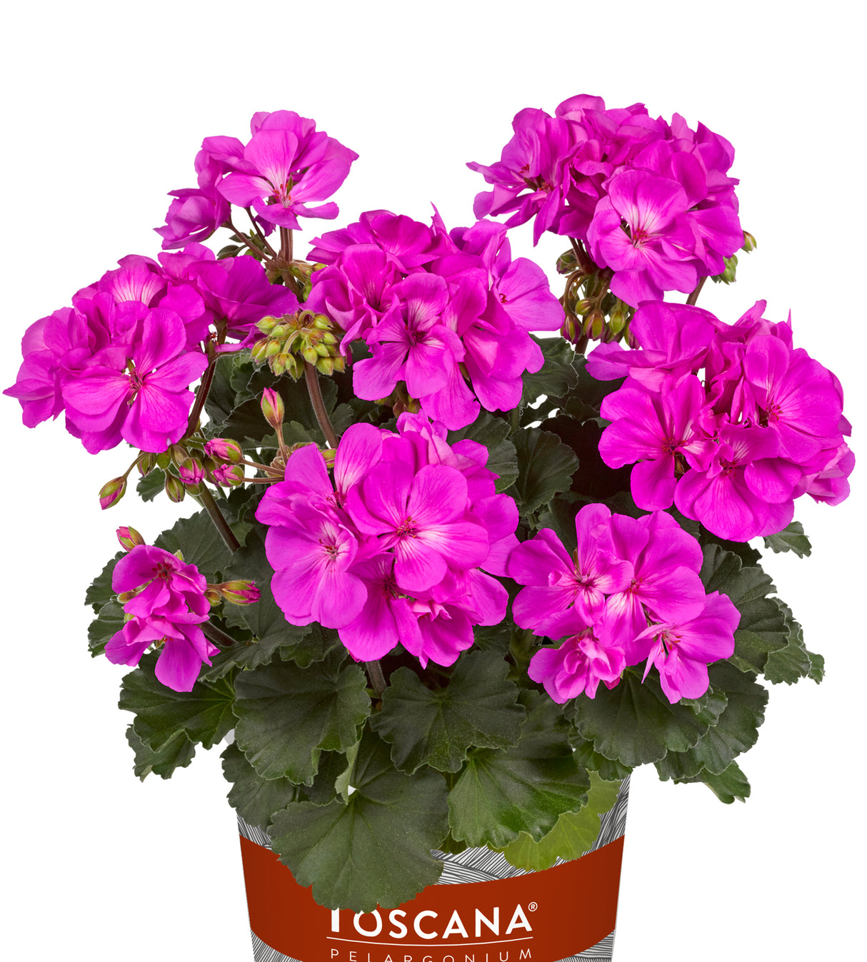 3 kpl Pelargoni ’Tessa'