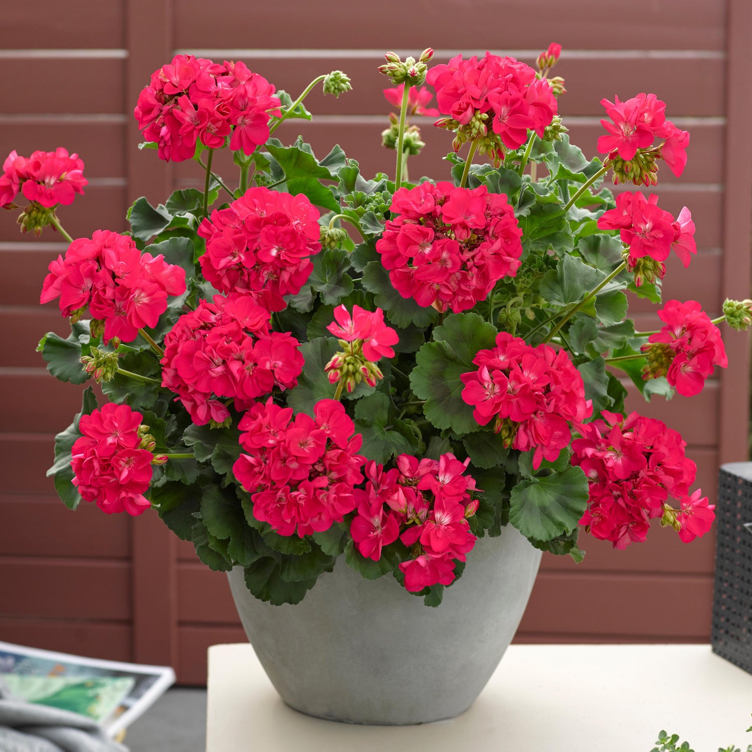 Pelargoni ’Smart Carla' 3 kpl