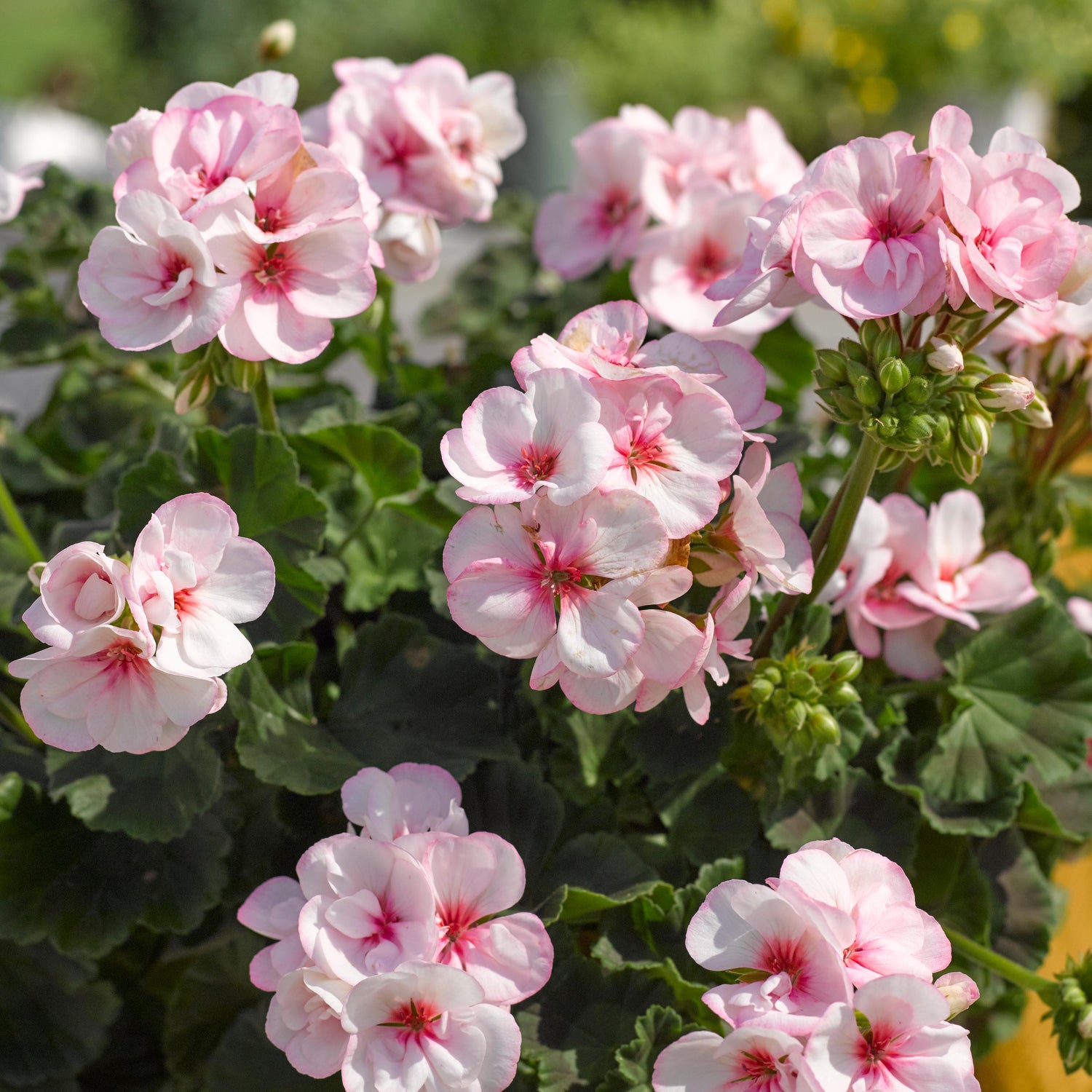 Pelargoni ’Estelle' 3 kpl