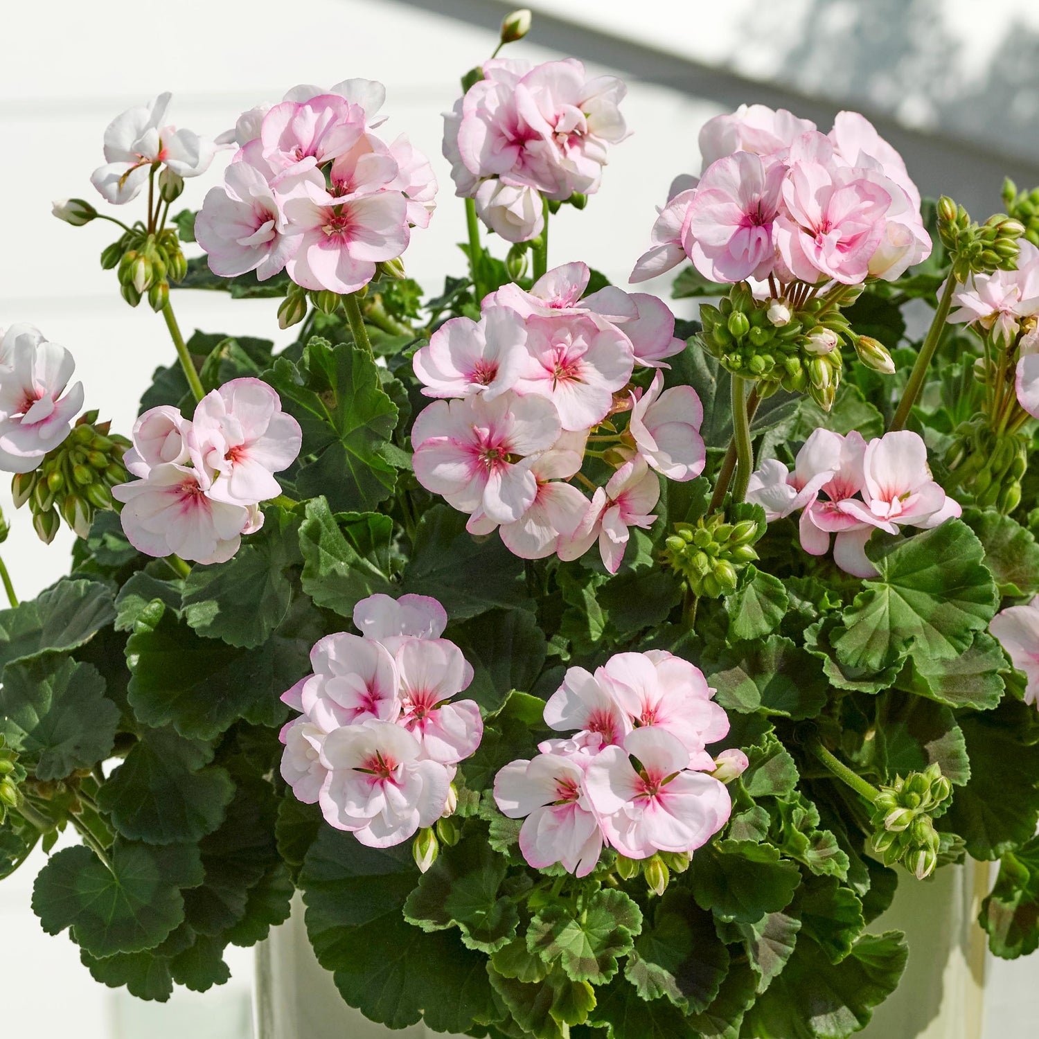 Pelargoni ’Estelle' 3 kpl
