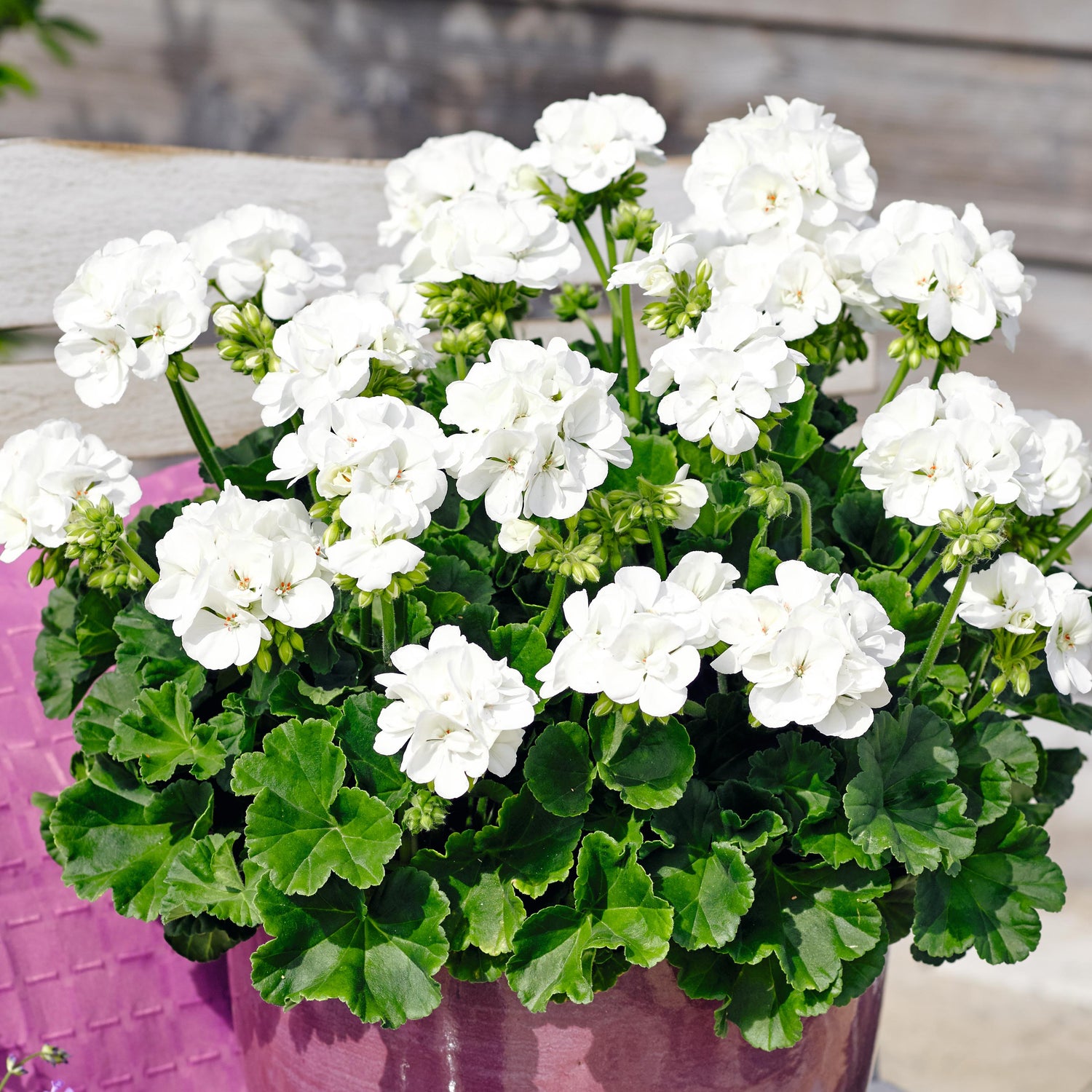 Pelargoni 'Trend Lasse' 3 kpl