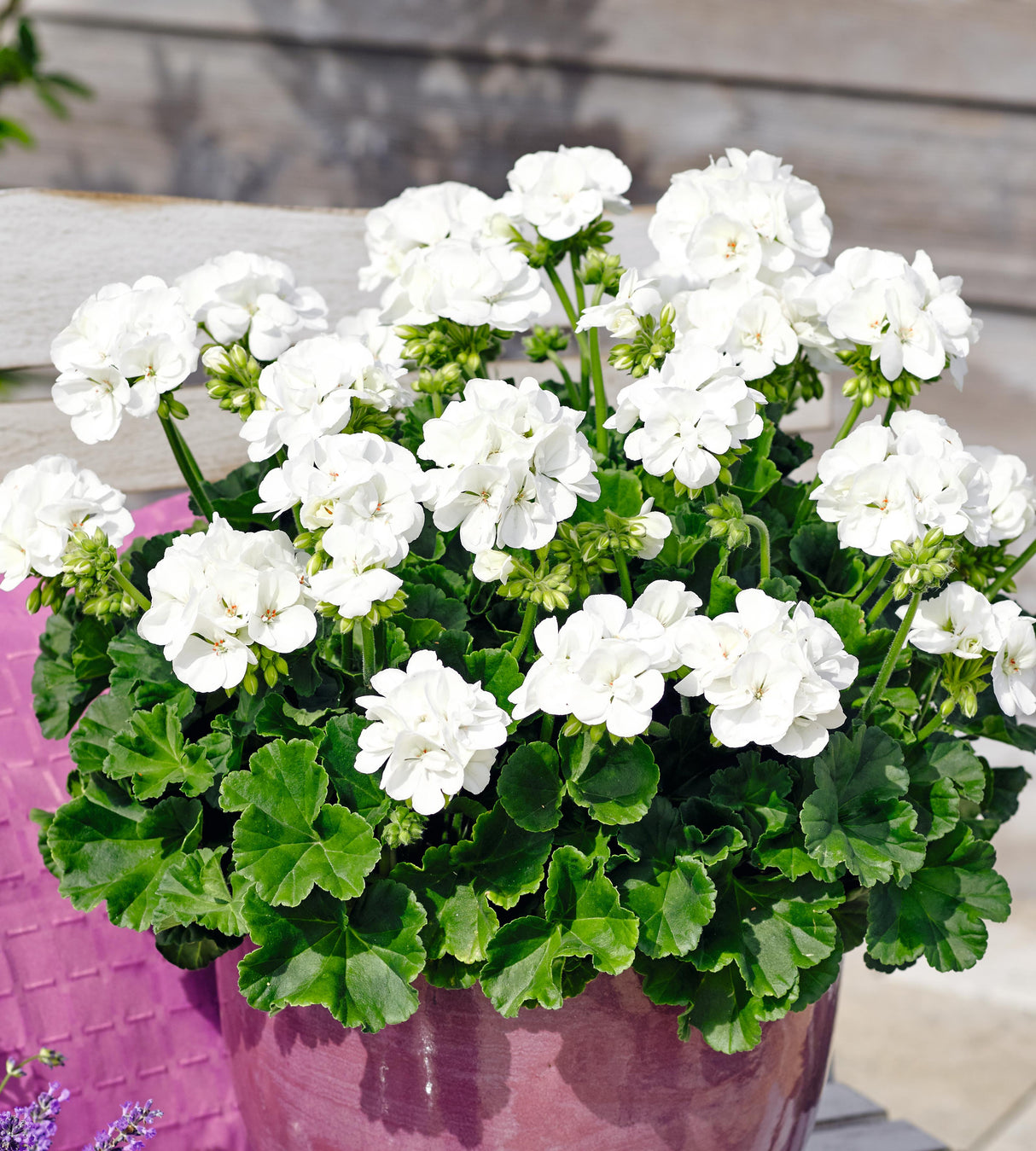 Pelargoni 'Trend Lasse' 3 kpl