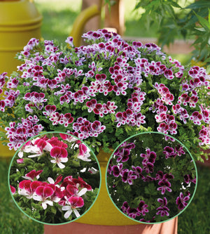 Tuoksupelargoni lajitelma 3 kpl (1+1+1)