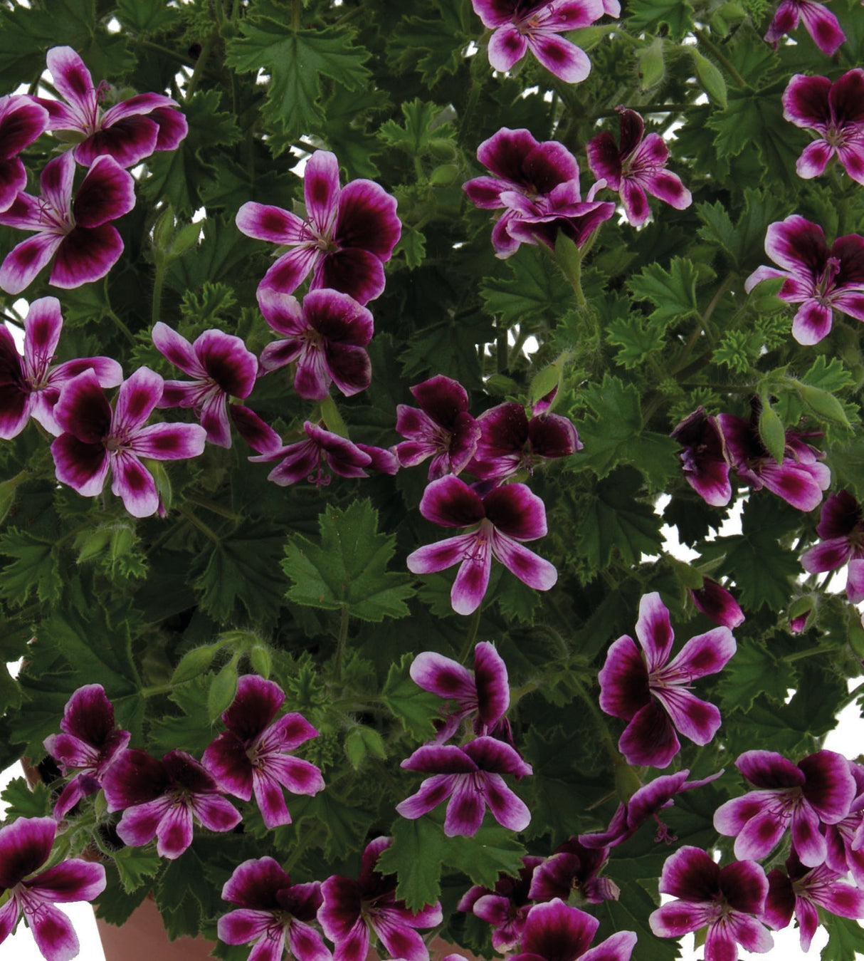 Tuoksupelargoni ’Eva' 3 kpl