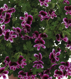 Tuoksupelargoni lajitelma 3 kpl (1+1+1)