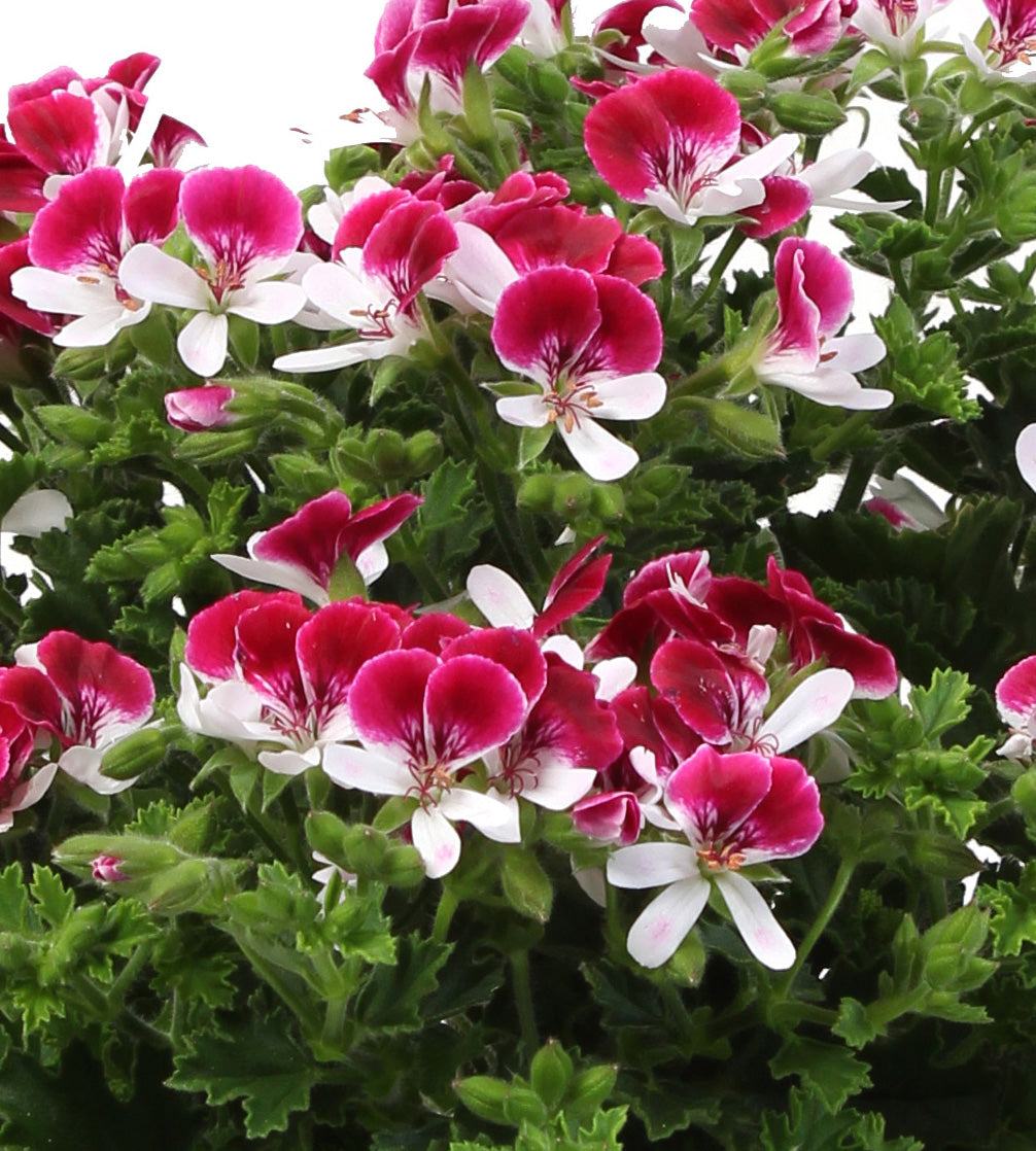 Tuoksupelargoni ’Senna' 3 kpl