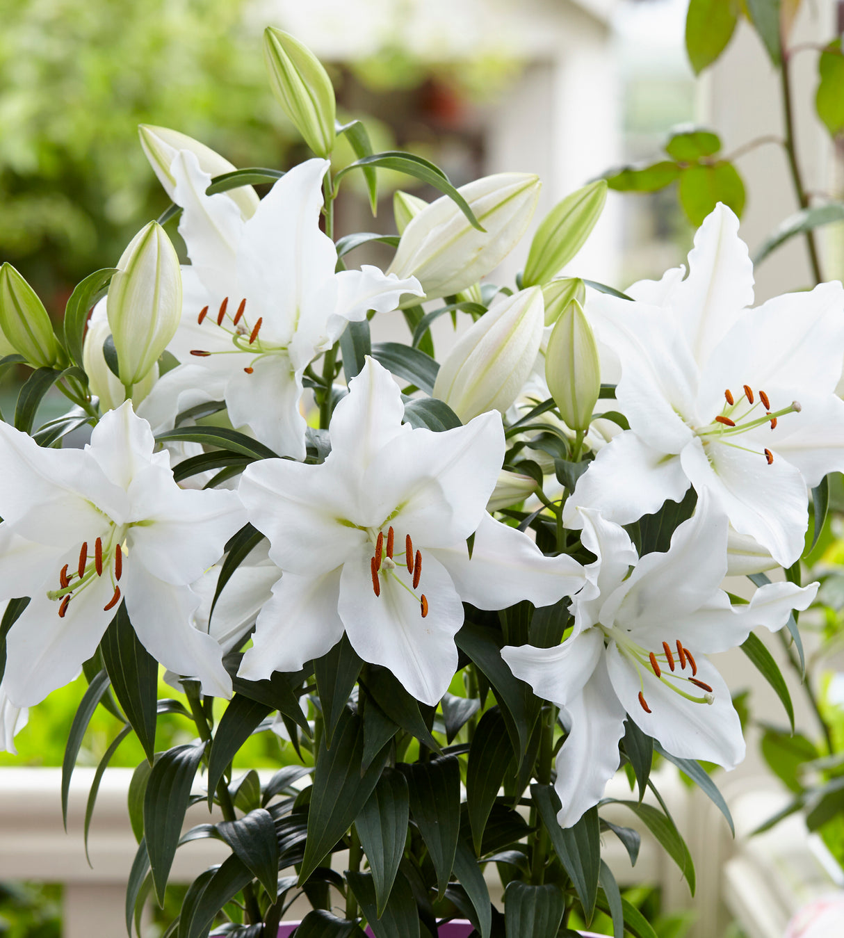 Lilja 'White Romance' 5 kpl