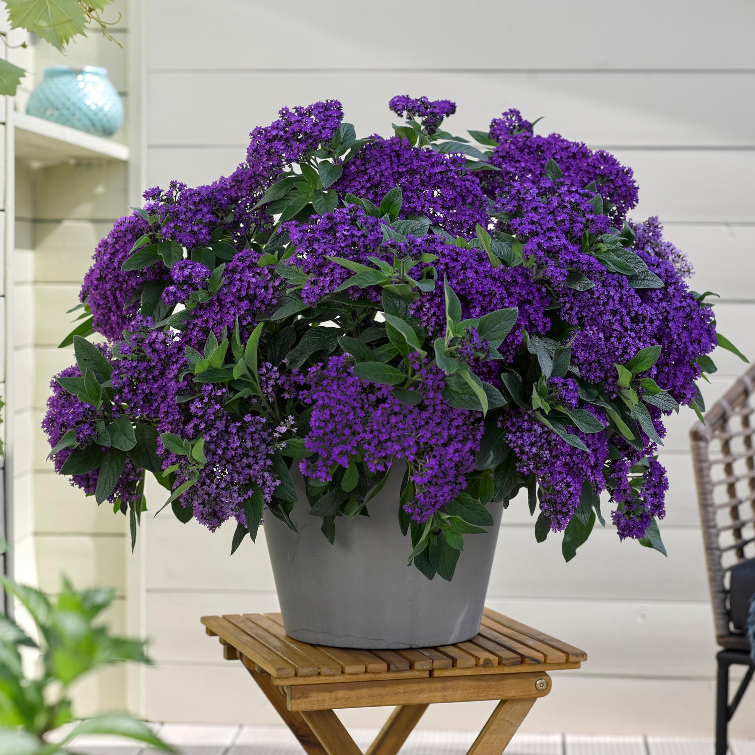 Heliotrooppi ’Vanilla Sky Dark Blue' 4 kpl