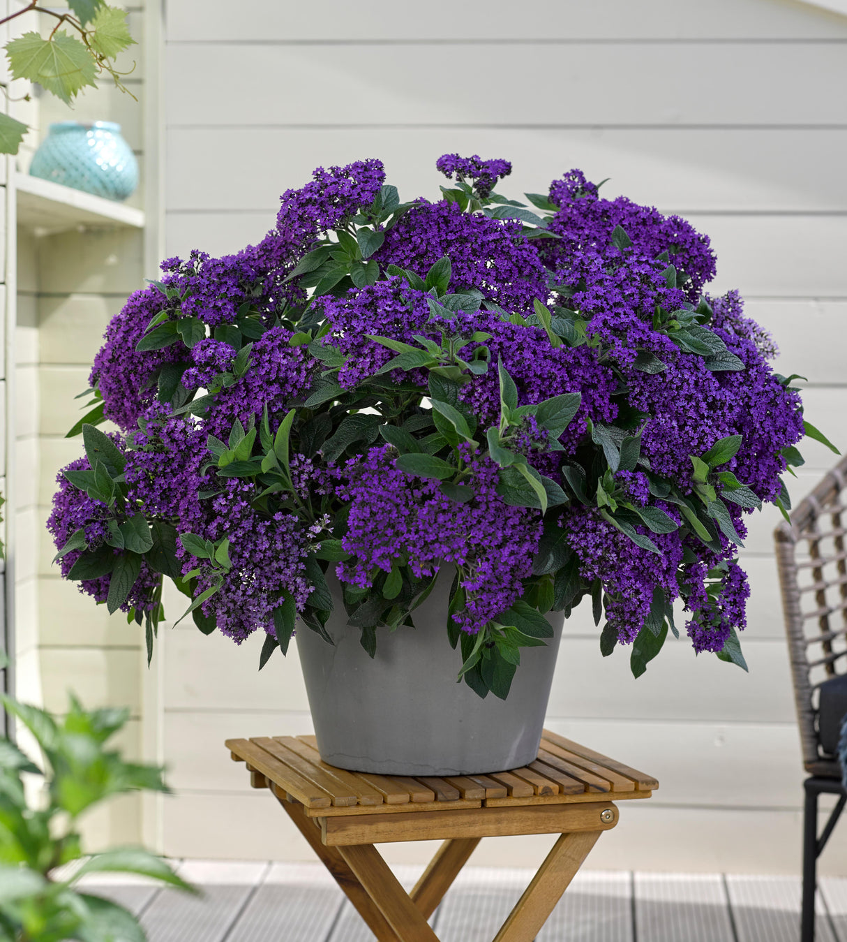 Heliotrooppi ’Vanilla Sky Dark Blue' 4 kpl