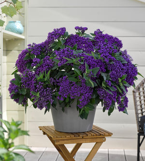 Heliotrooppi ’Vanilla Sky Dark Blue' 4 kpl