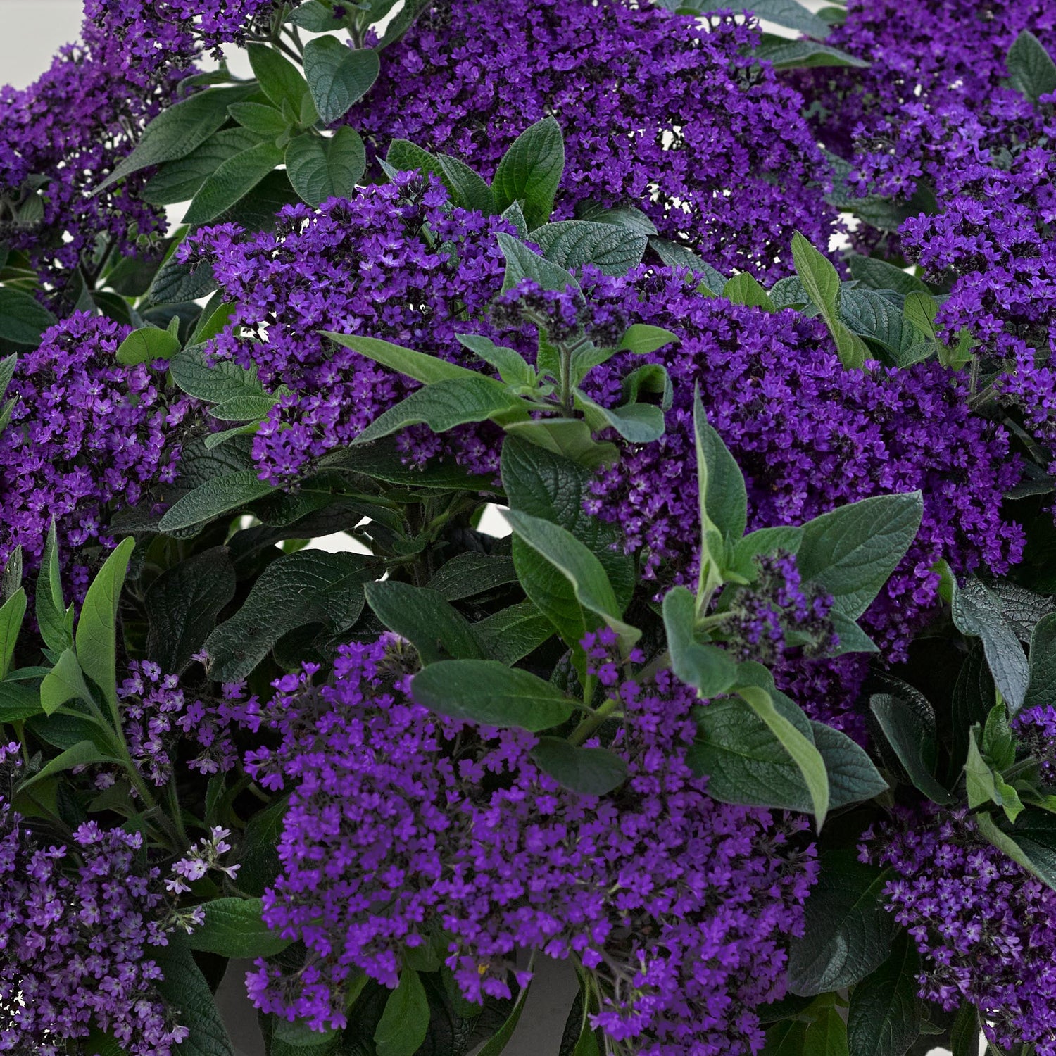 Heliotrooppi ’Vanilla Sky Dark Blue' 4 kpl