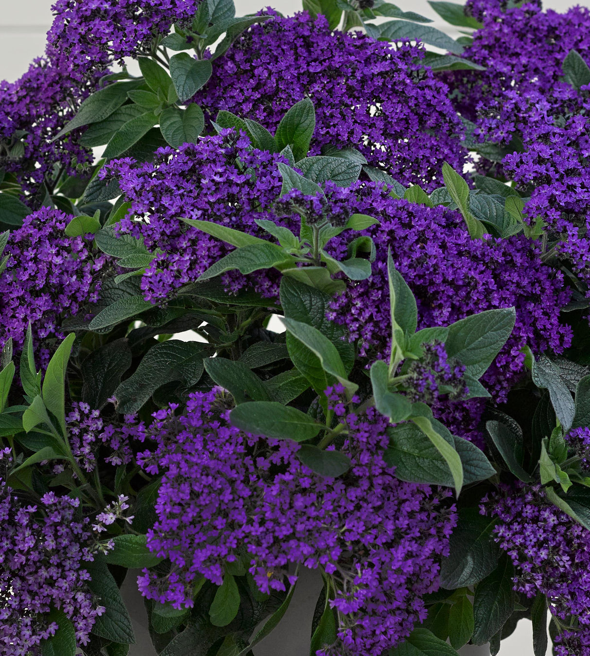Heliotrooppi ’Vanilla Sky Dark Blue' 4 kpl