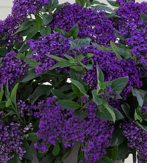 Heliotrooppi ’Vanilla Sky Dark Blue' 4 kpl