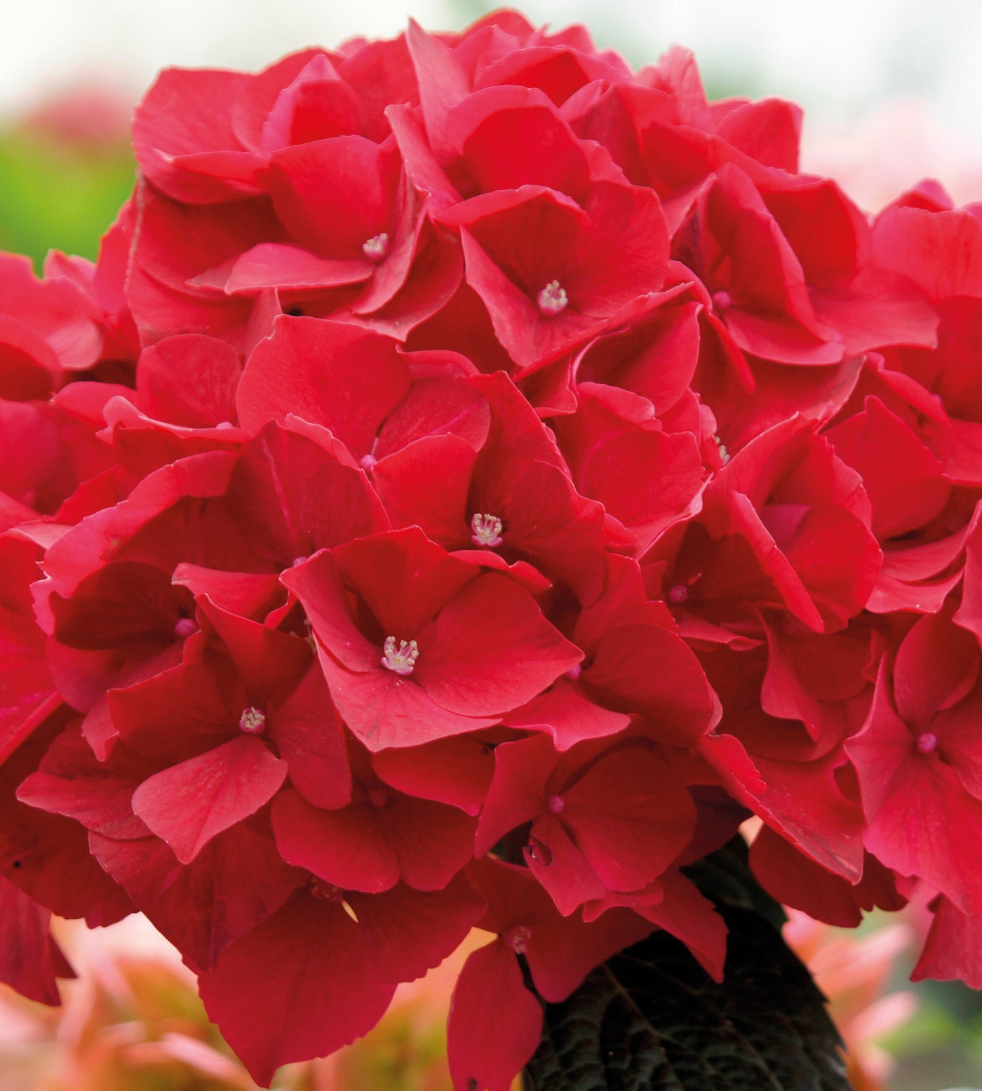 1 kpl Jalohortensia 'Red Bull'