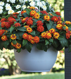 4 kpl Tulikruunu 'Orange Flame'