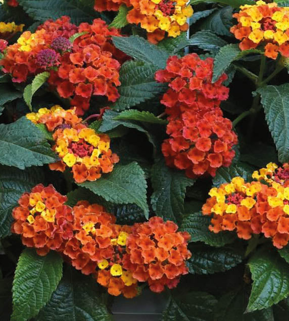 4 kpl Tulikruunu 'Orange Flame'