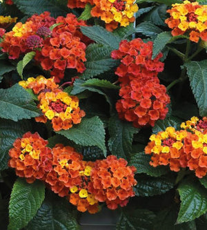 4 kpl Tulikruunu 'Orange Flame'