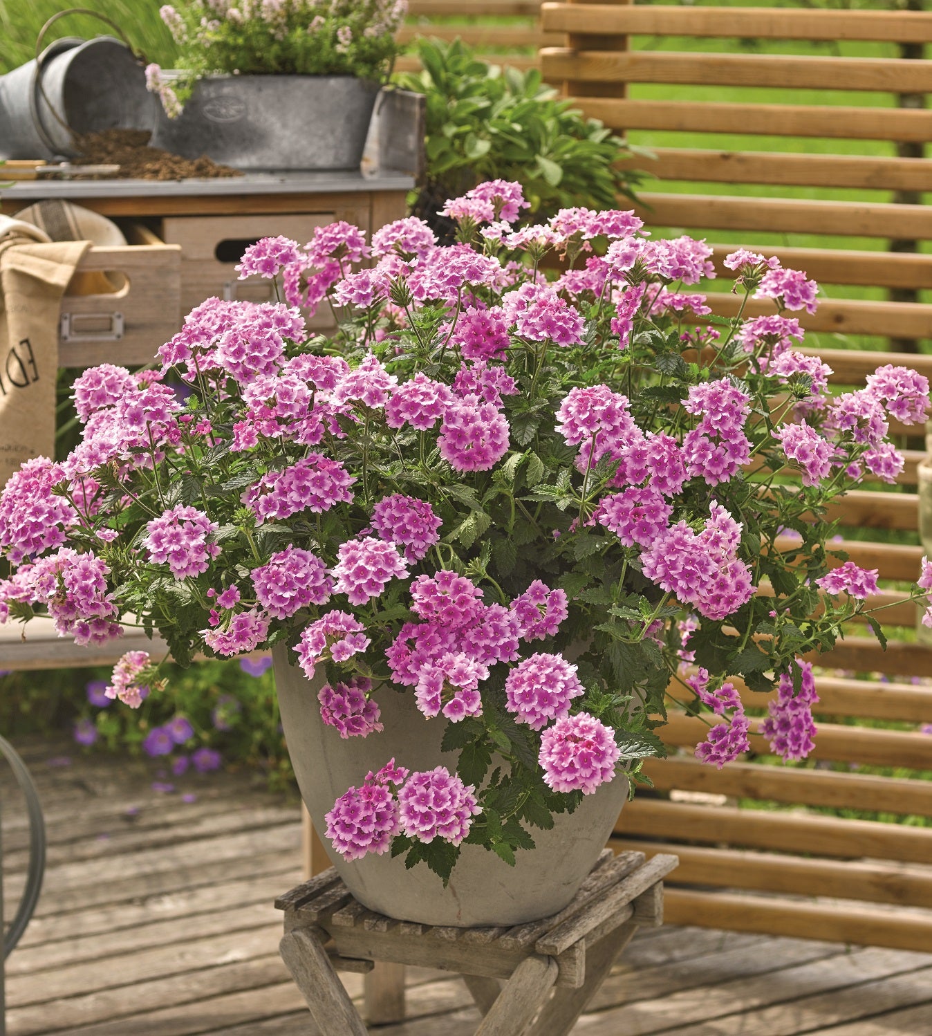 4 kpl Verbena ’Pink Bicolour'