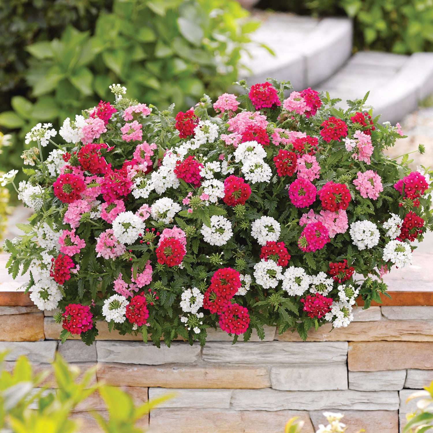 Verbena ’Venturi Mix' 4 kpl