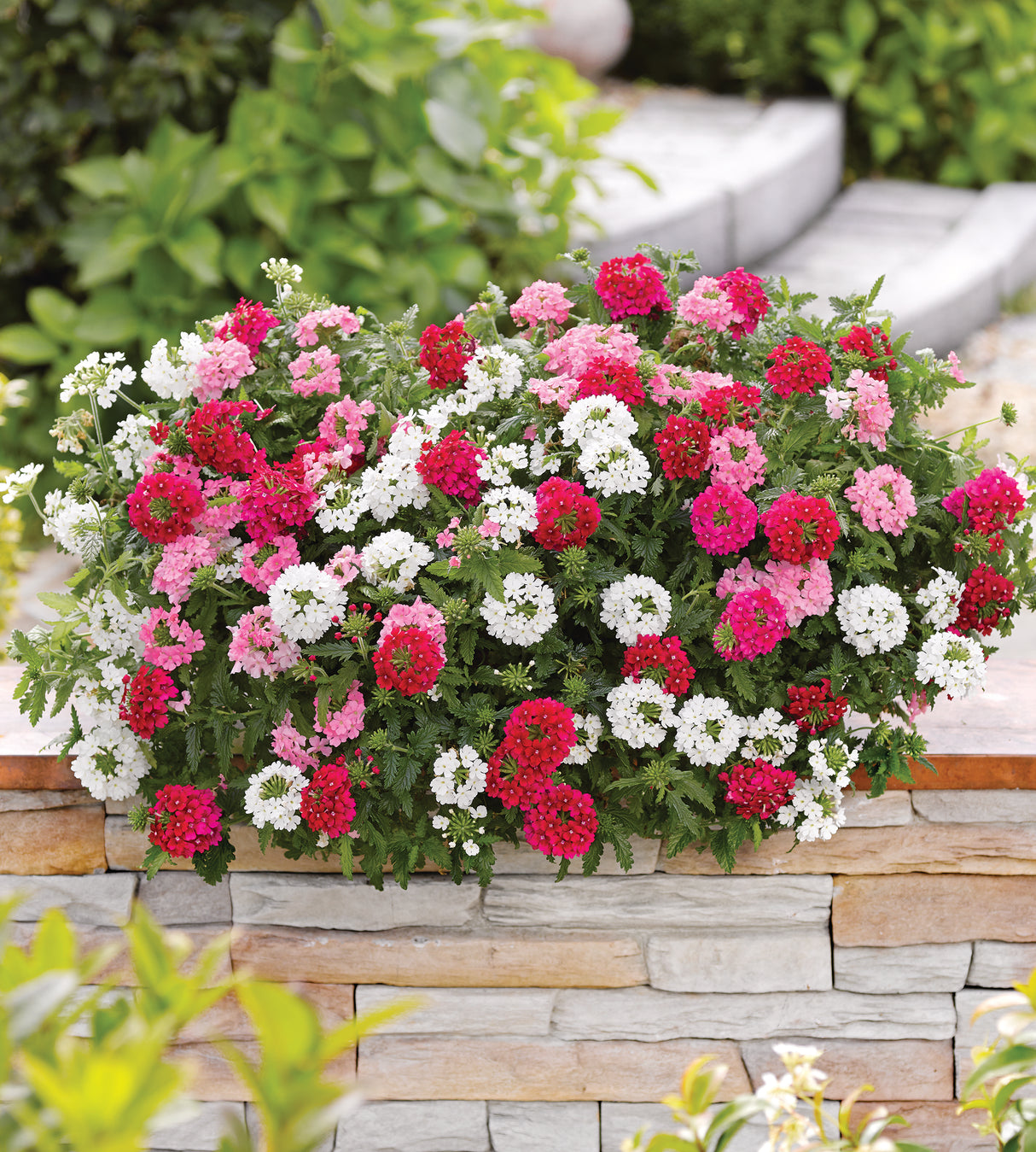 Verbena ’Venturi Mix' 4 kpl