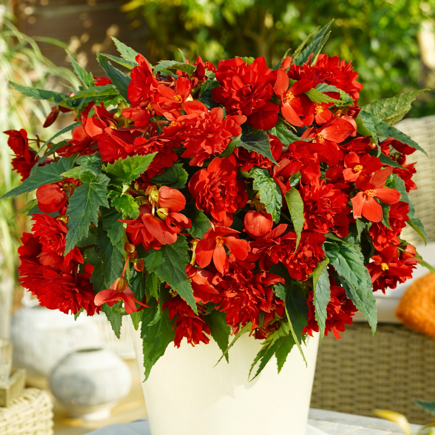 Begonia ’Illumination F1 Scarlet' 3 kpl
