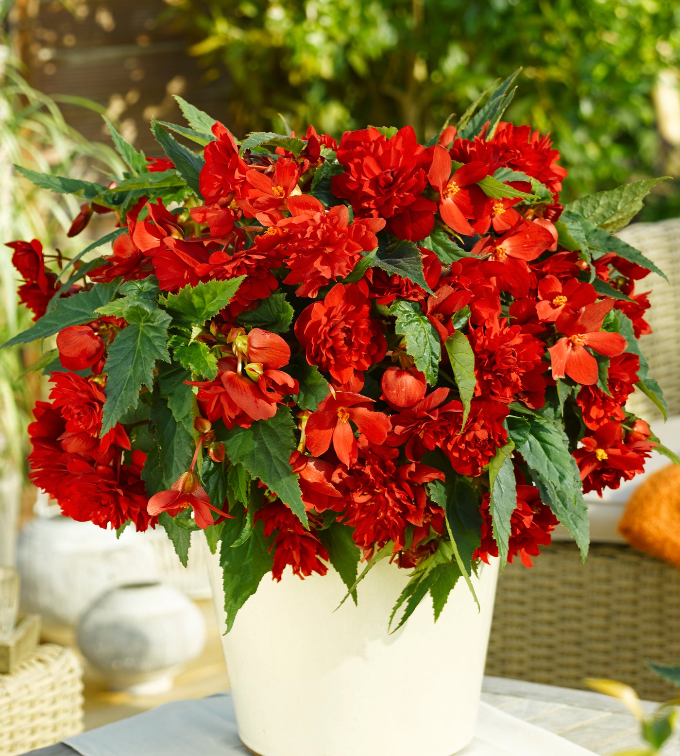 3 kpl Begonia ’Illumination F1 Scarlet'