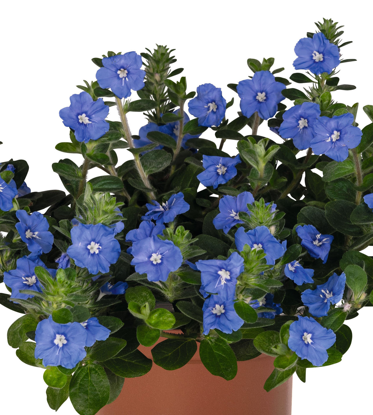 3 kpl Pikkukierto 'Elyane'