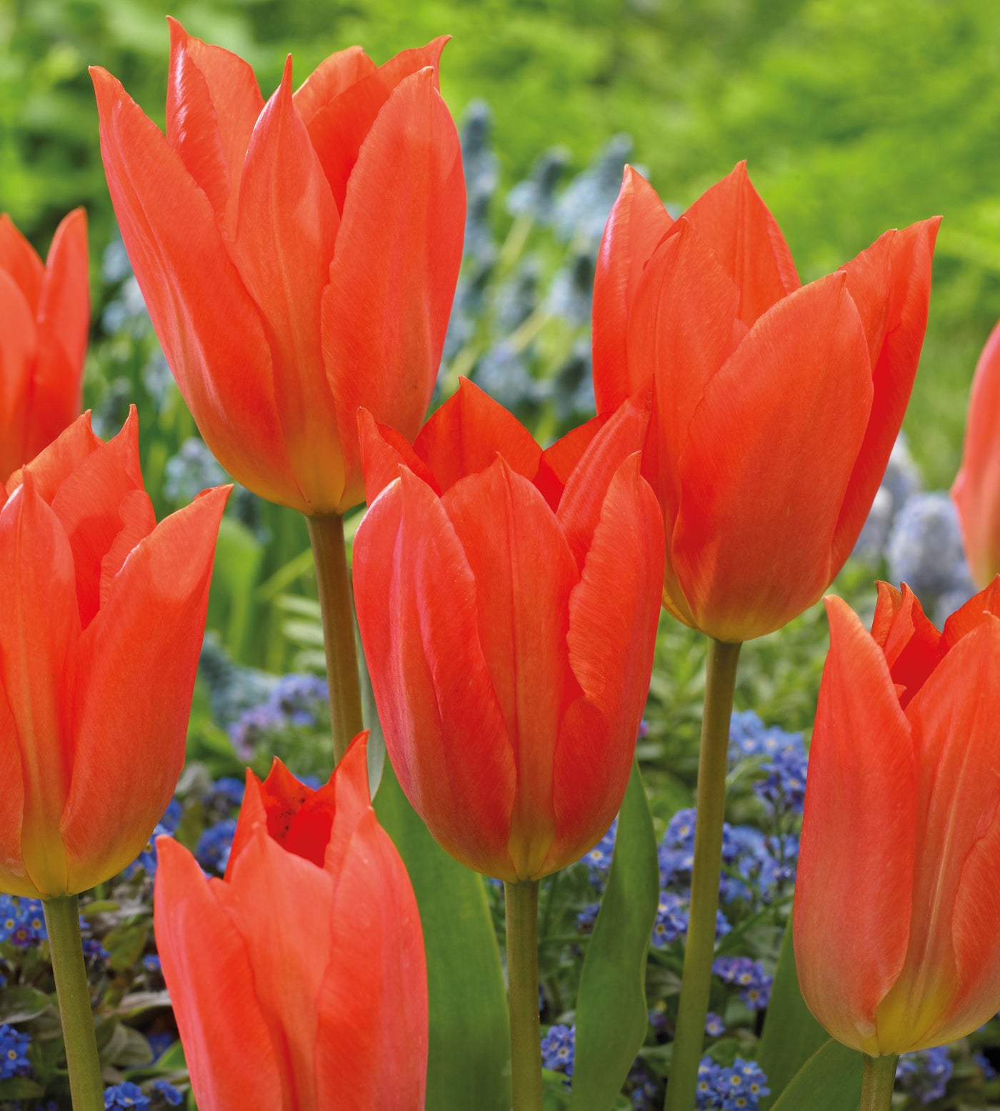 30 kpl Tulppaani ’Orange Brilliant’