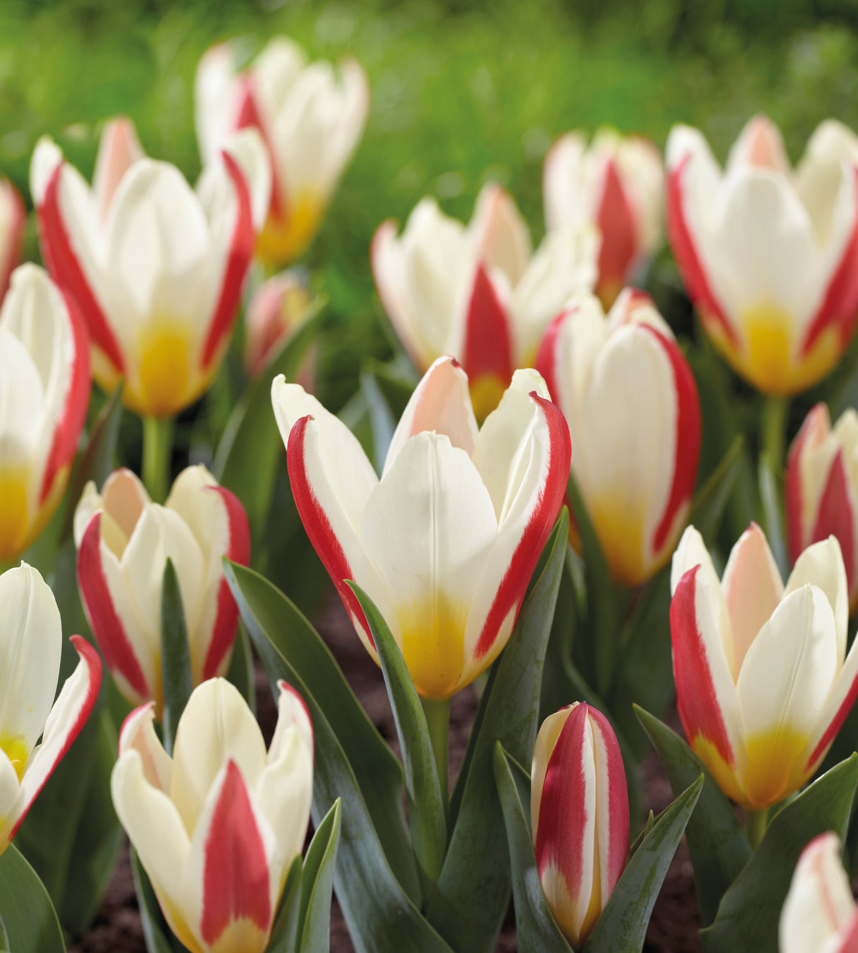 5 kpl Tulppaani 'The First'