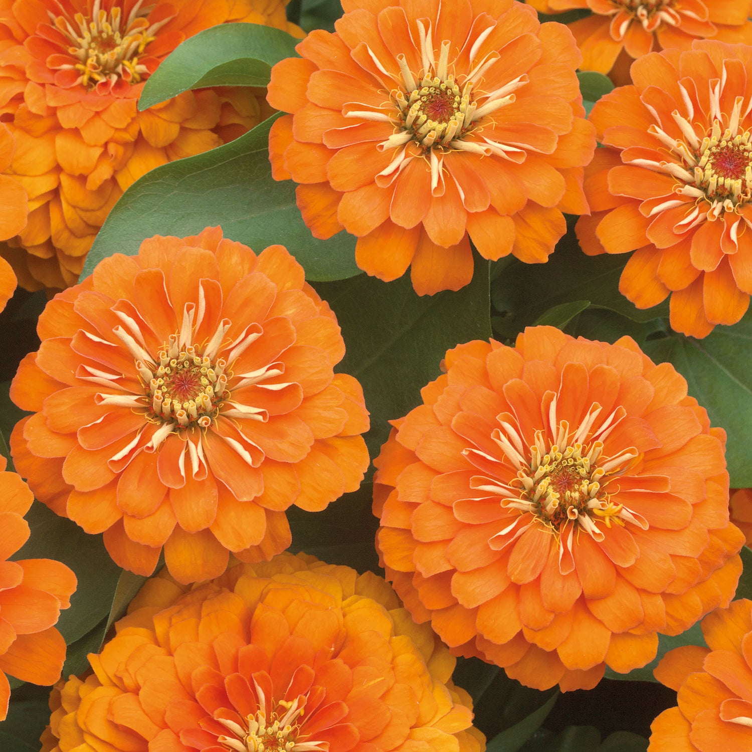 6 kpl Isozinnia ’Zen Orange'
