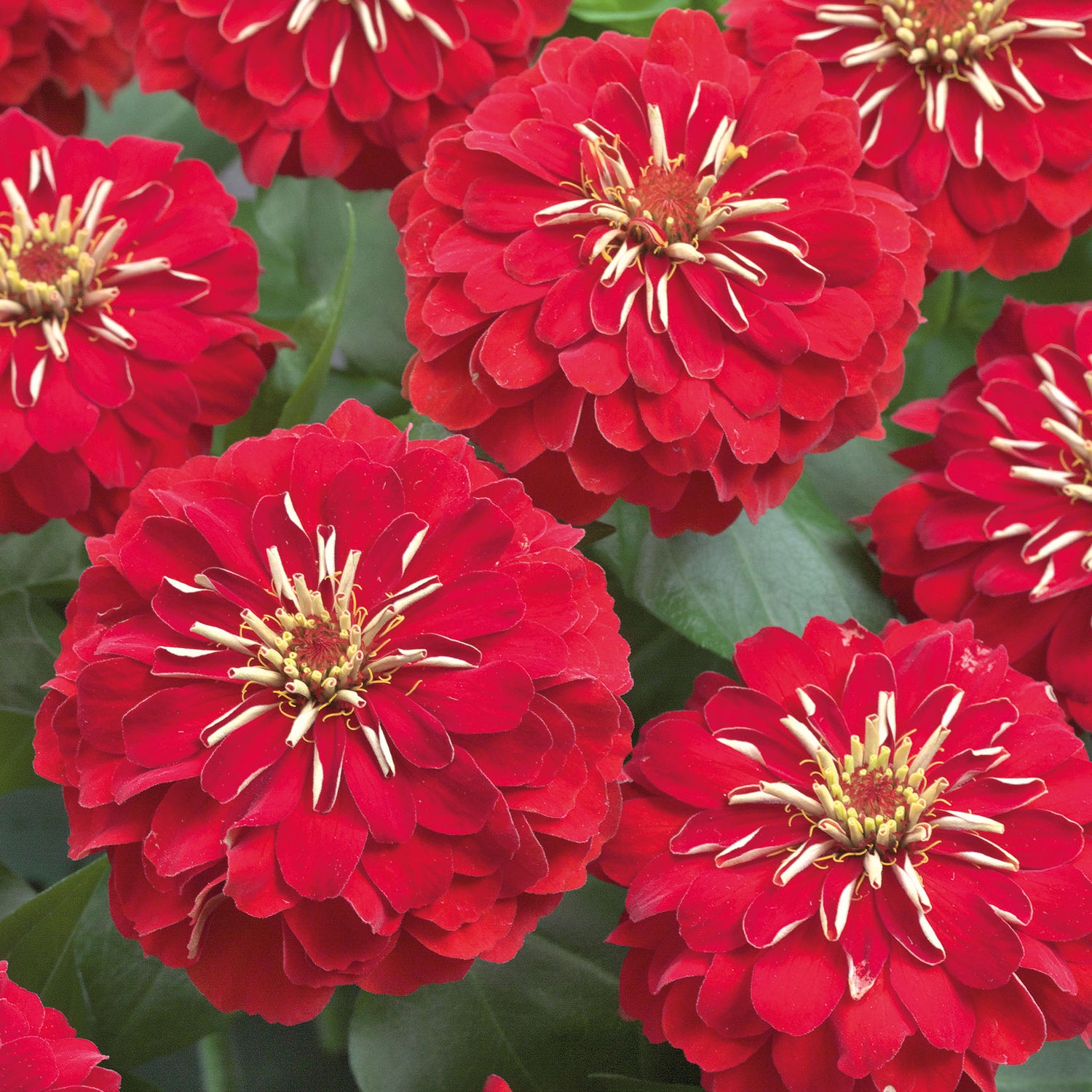 6 kpl Isozinnia ’Zen Red'