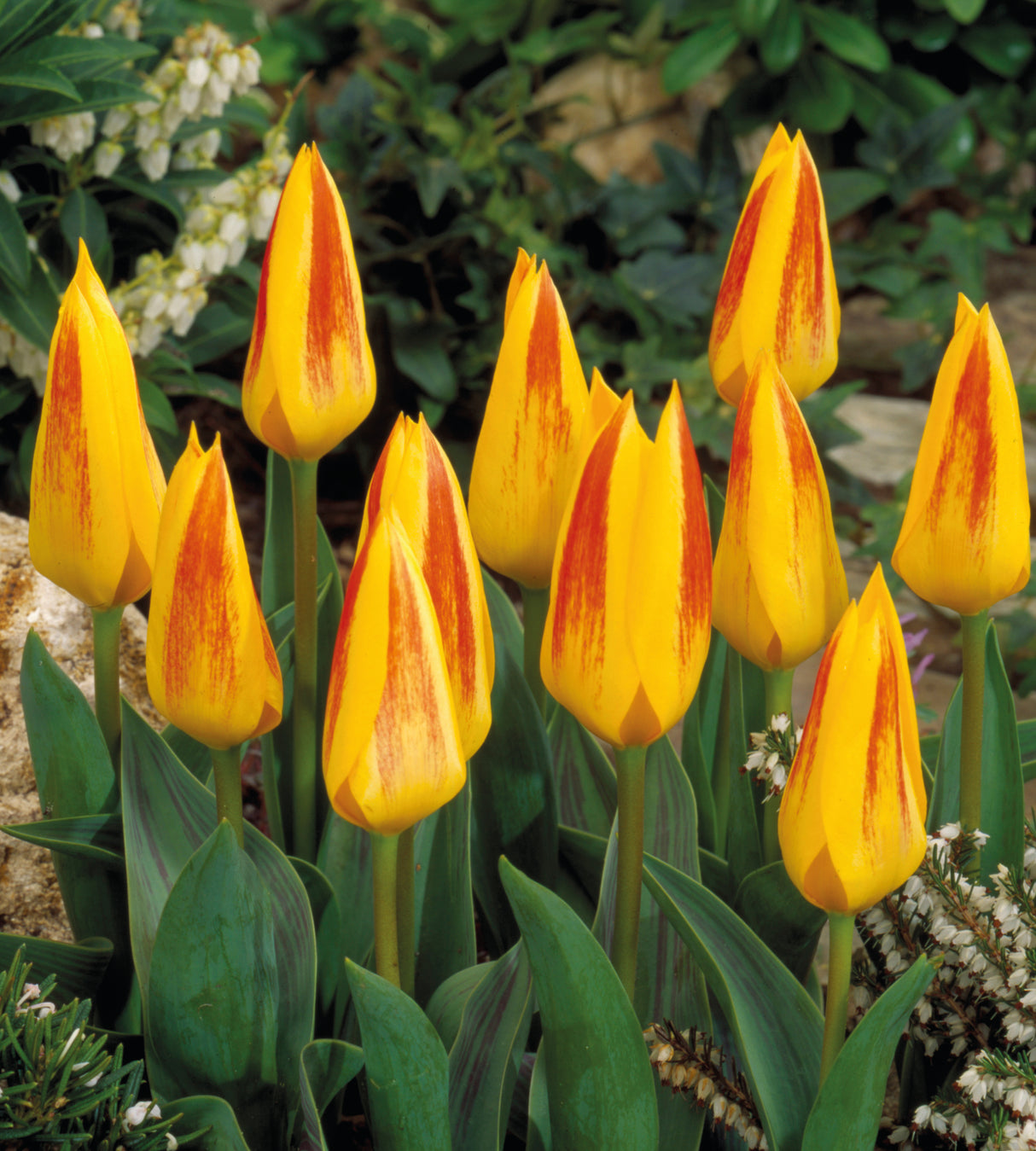 15 kpl Tulppaani ’Giuseppe Verdi’