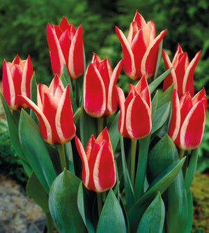 30 kpl Tulppaani ’Pinoccio’