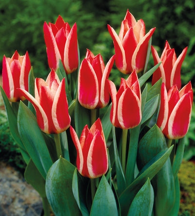 15 kpl Tulppaani ’Pinoccio’