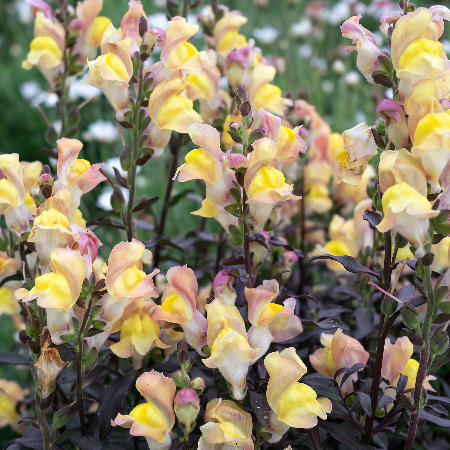 4 kpl Leijonankita 'Apricote'