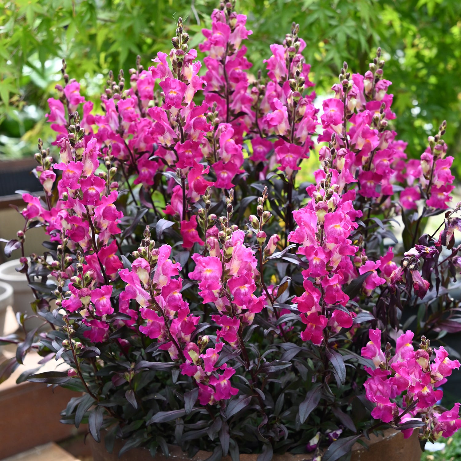4 kpl Leijonankita 'Hot Pink'