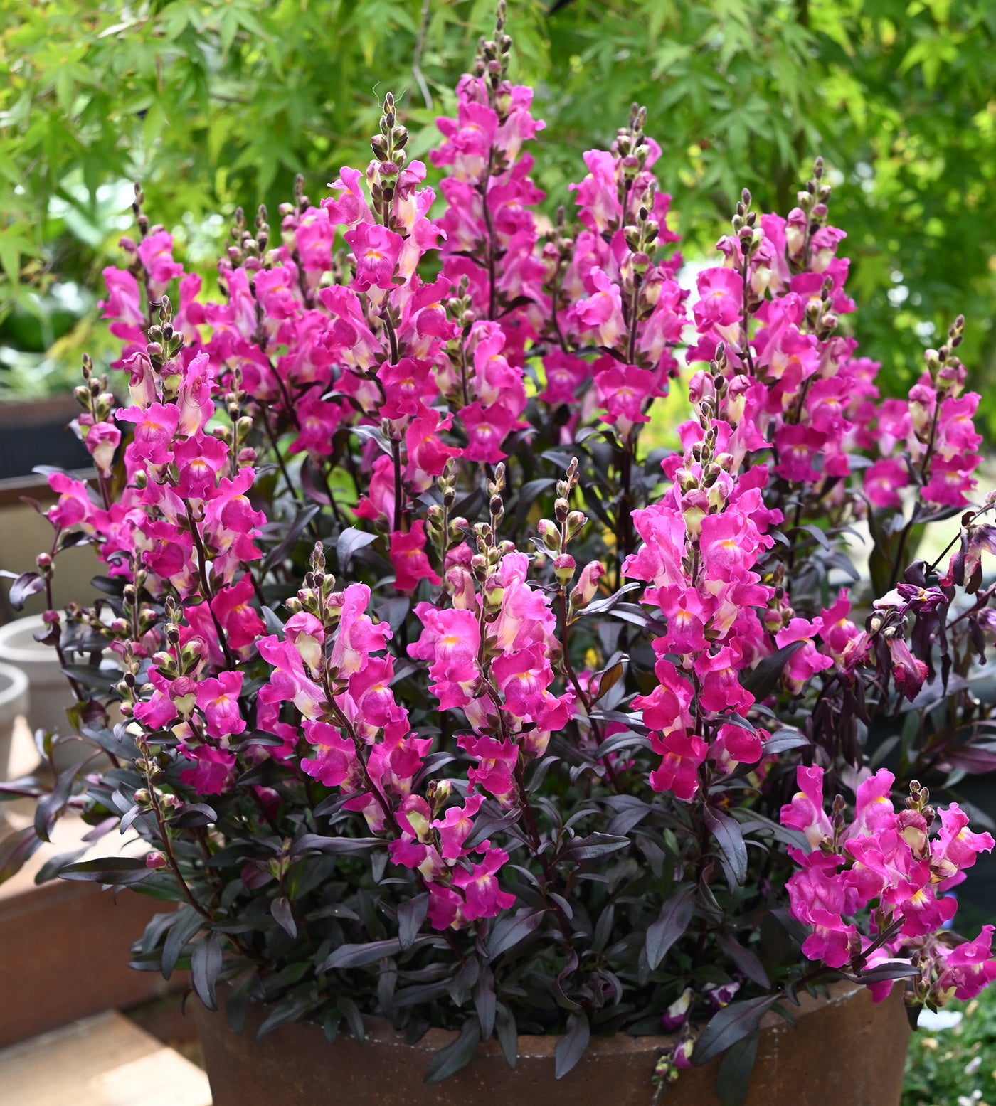 4 kpl Leijonankita 'Hot Pink'