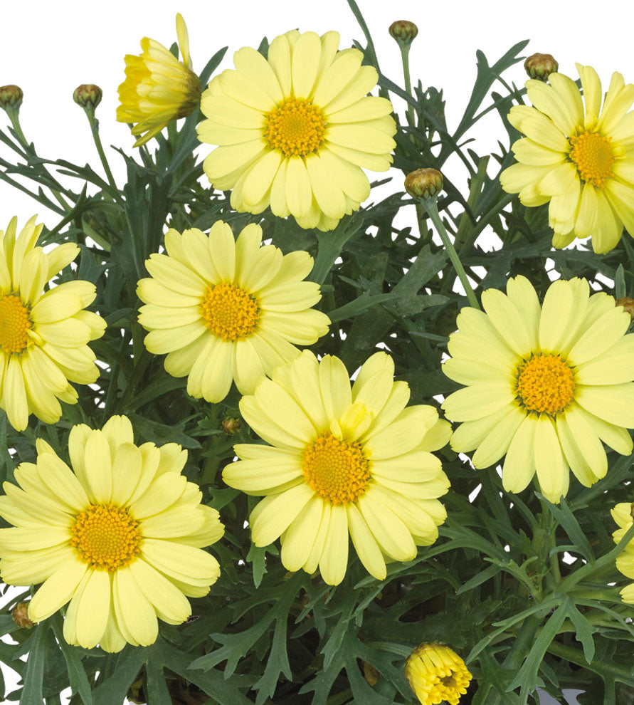 4 kpl Marketta 'Compact Yellow'