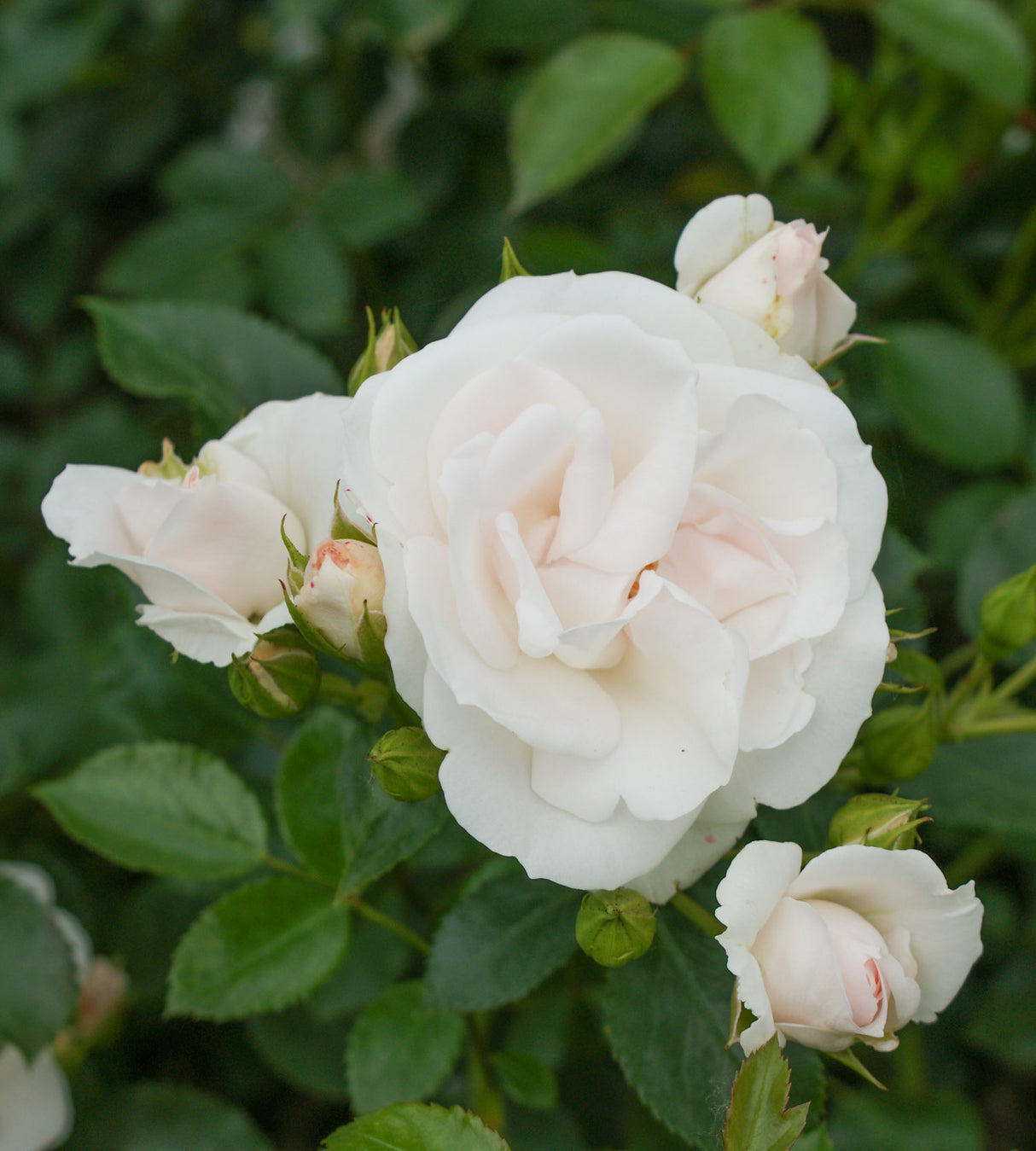 Maanpeittoruusu ’Aspirin Rose' 3 kpl