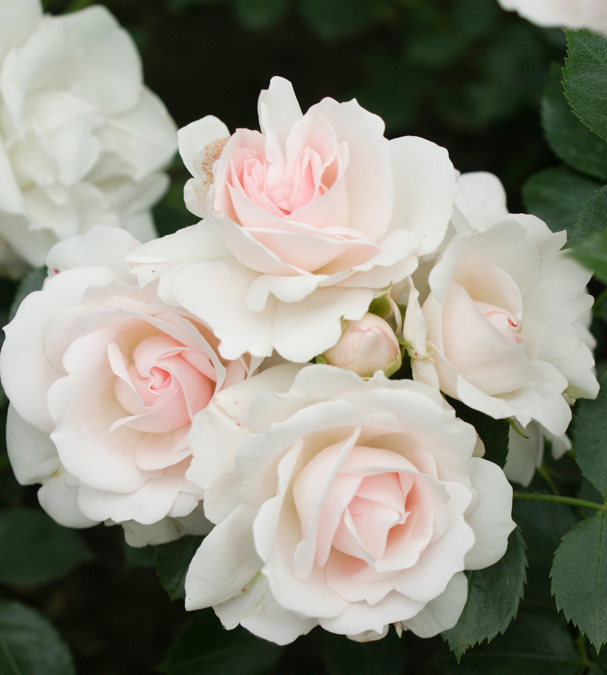Maanpeittoruusu ’Aspirin Rose' 3 kpl