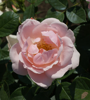3 kpl Tertturuusu ’Astrid Lindgren'