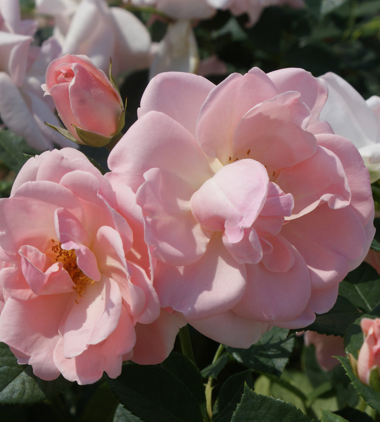 3 kpl Tertturuusu ’Astrid Lindgren'