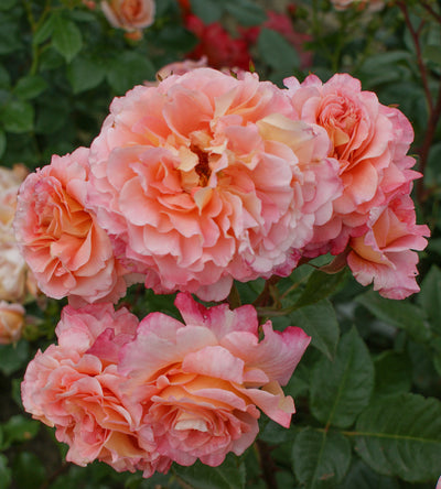 1 kpl Ruusu ’Augusta Luise'