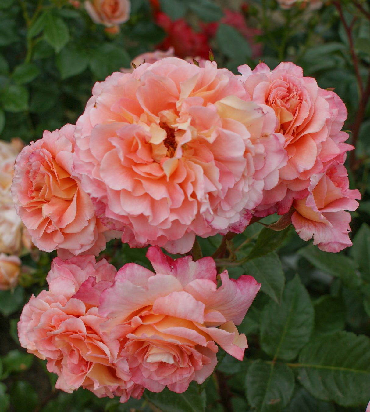 Ruusu ’Augusta Luise' 3 kpl