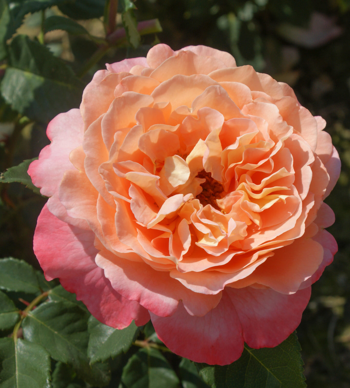 Ruusu ’Augusta Luise' 1 kpl